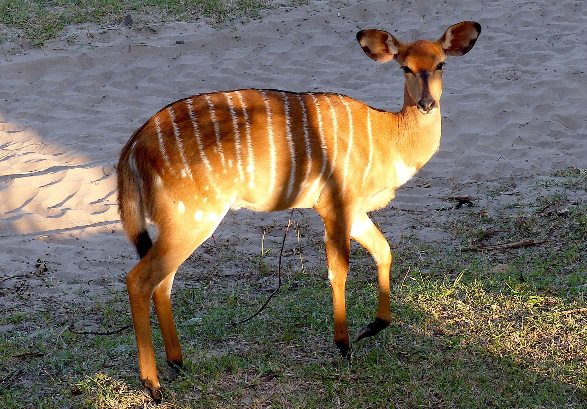 Nyala Female Antelope